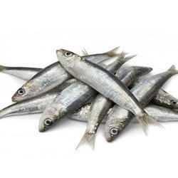 sardine-fish-250×250